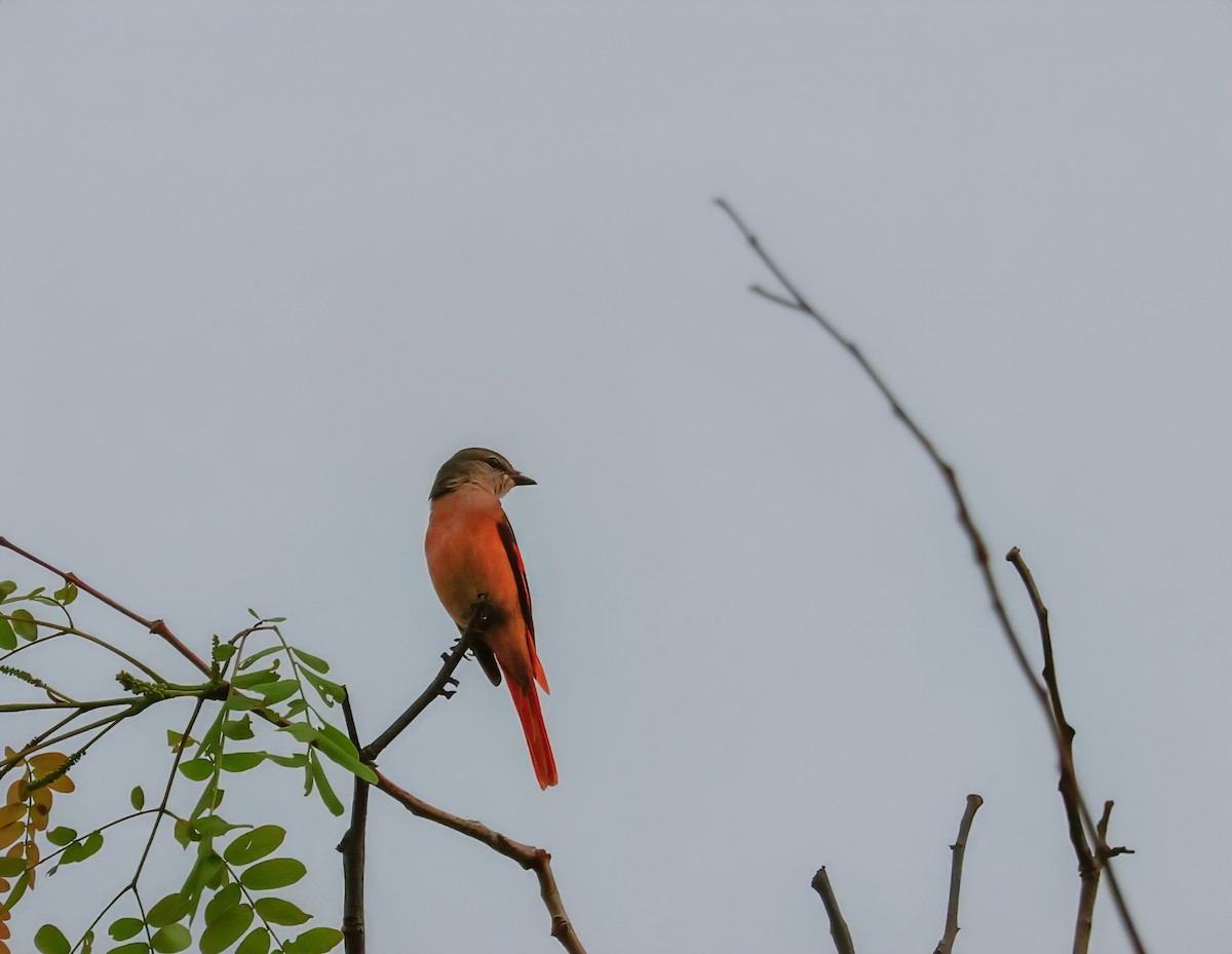 Rosy Minivet - ML622376580