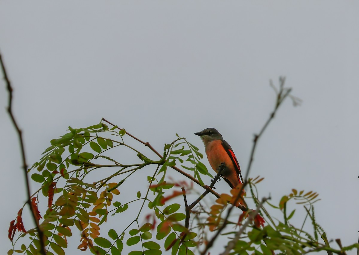 Rosy Minivet - ML622376581