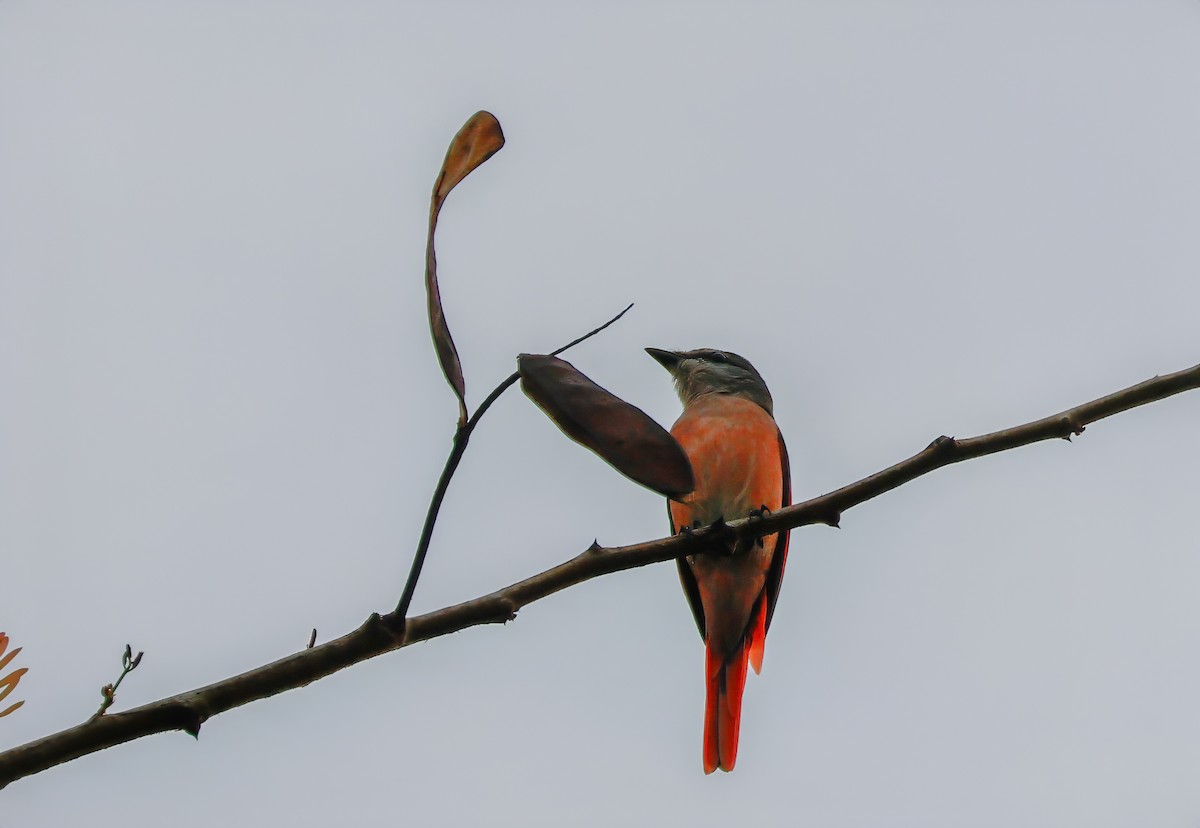 Rosy Minivet - ML622376582