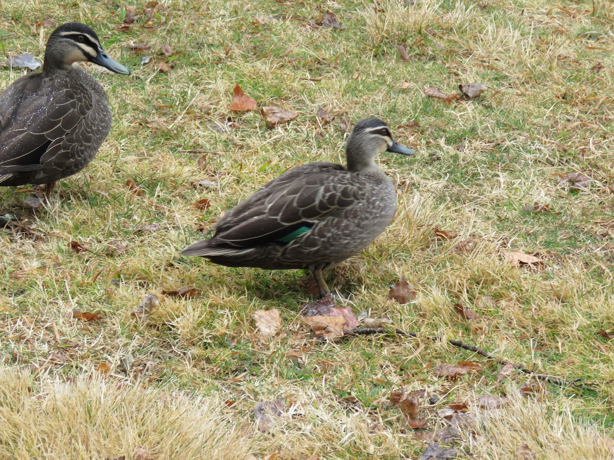 Pacific Black Duck - ML622376680