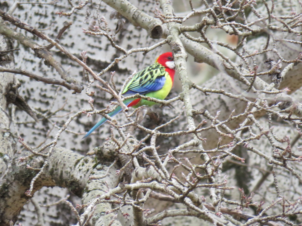 Eastern Rosella - ML622376693