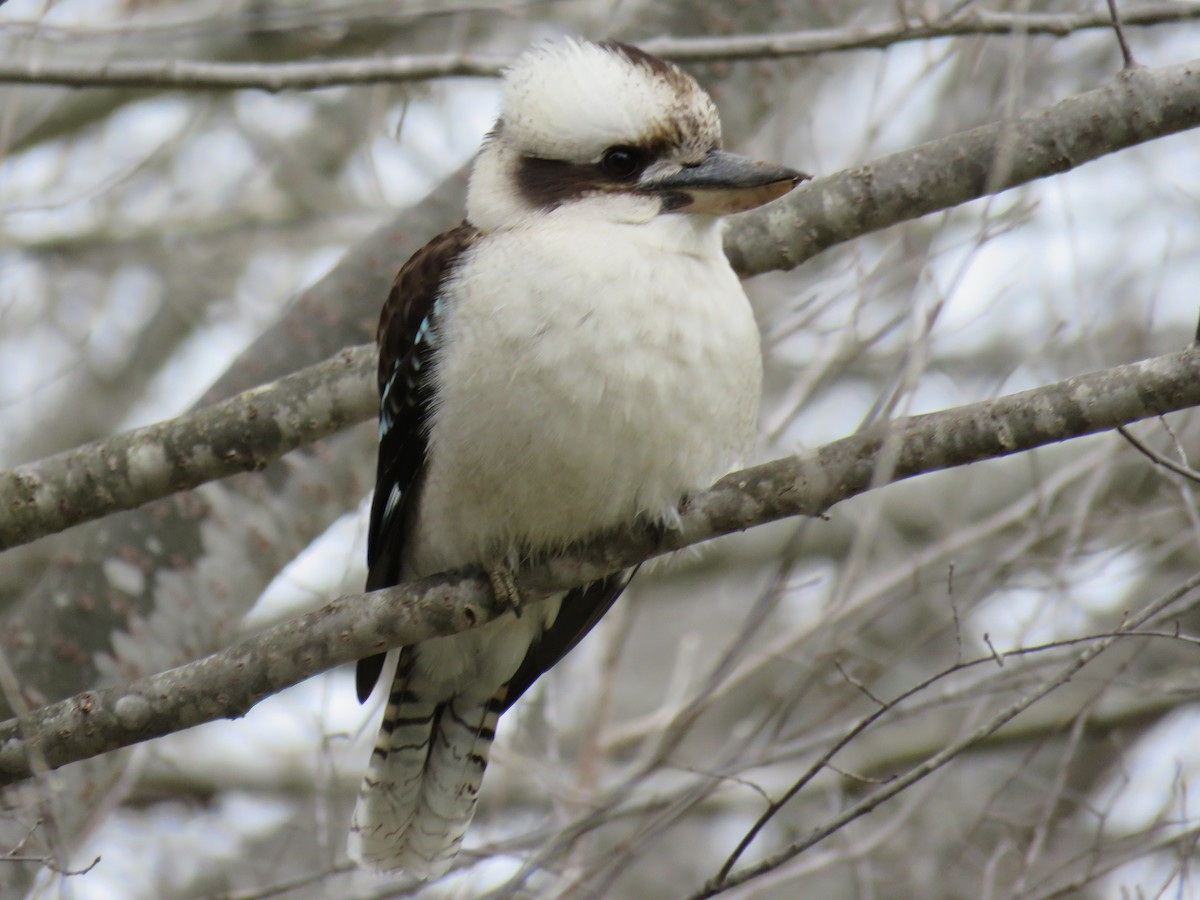 Laughing Kookaburra - ML622376735