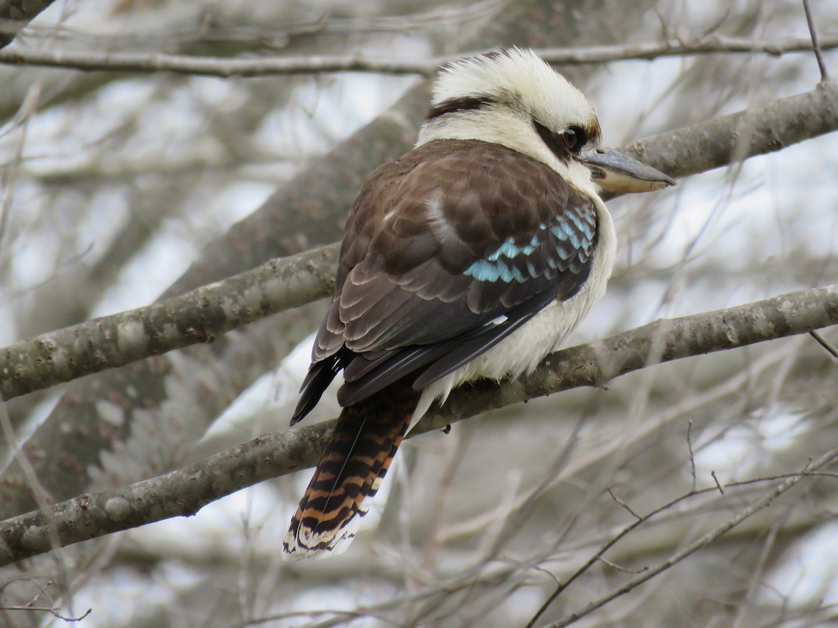 Laughing Kookaburra - ML622376741