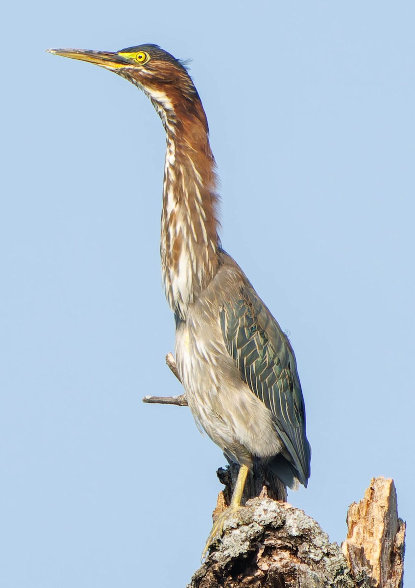 Green Heron - ML622376771