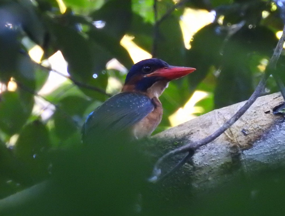 Blue-capped Kingfisher - ML622376781