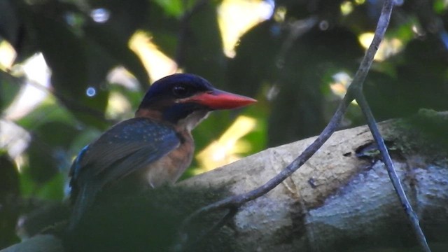 Blue-capped Kingfisher - ML622376784