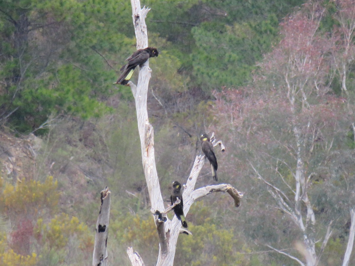 Yellow-tailed Black-Cockatoo - ML622376793