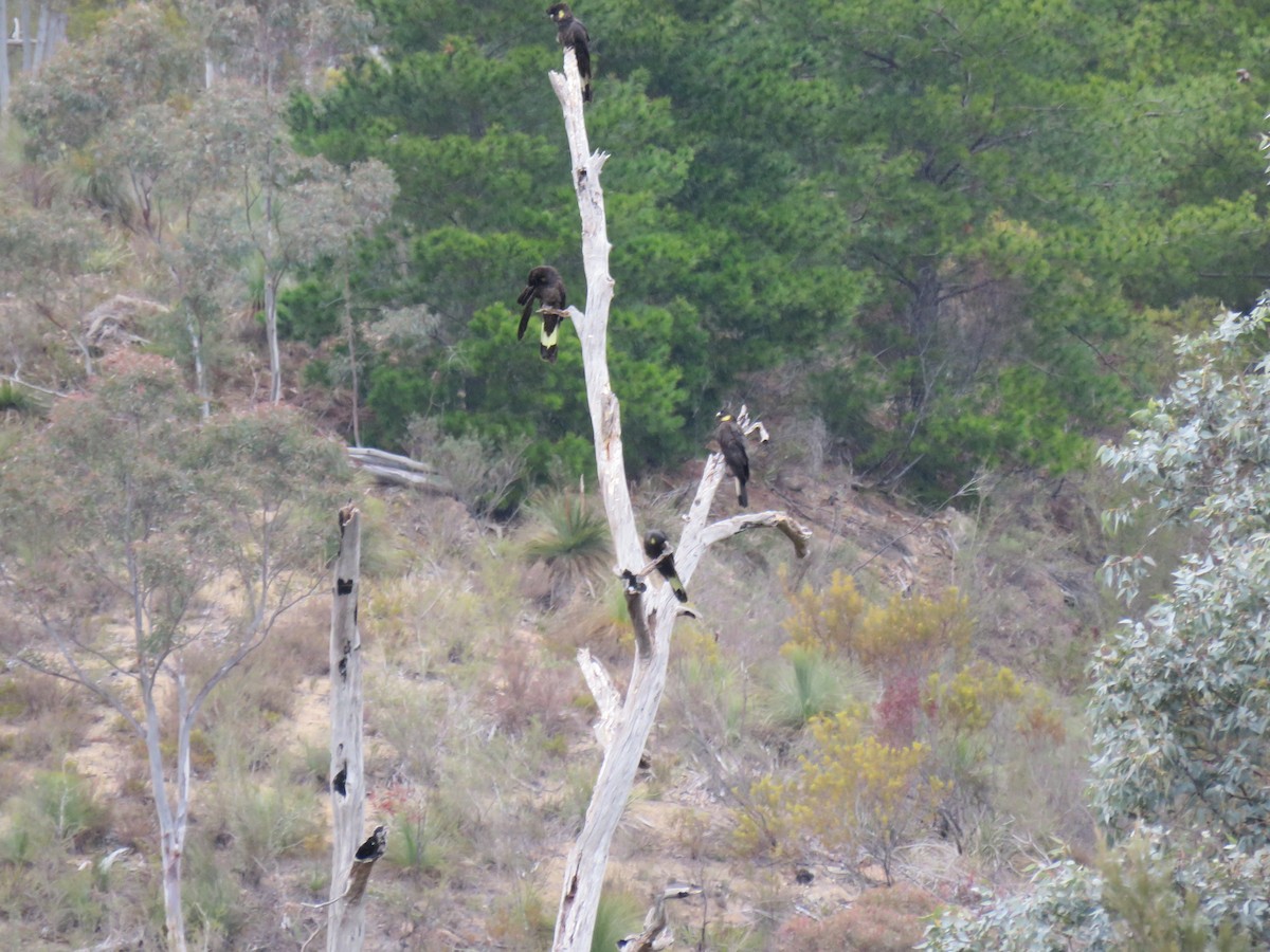 Yellow-tailed Black-Cockatoo - ML622376812