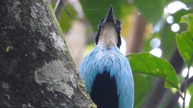 Azure-breasted Pitta - ML622376813