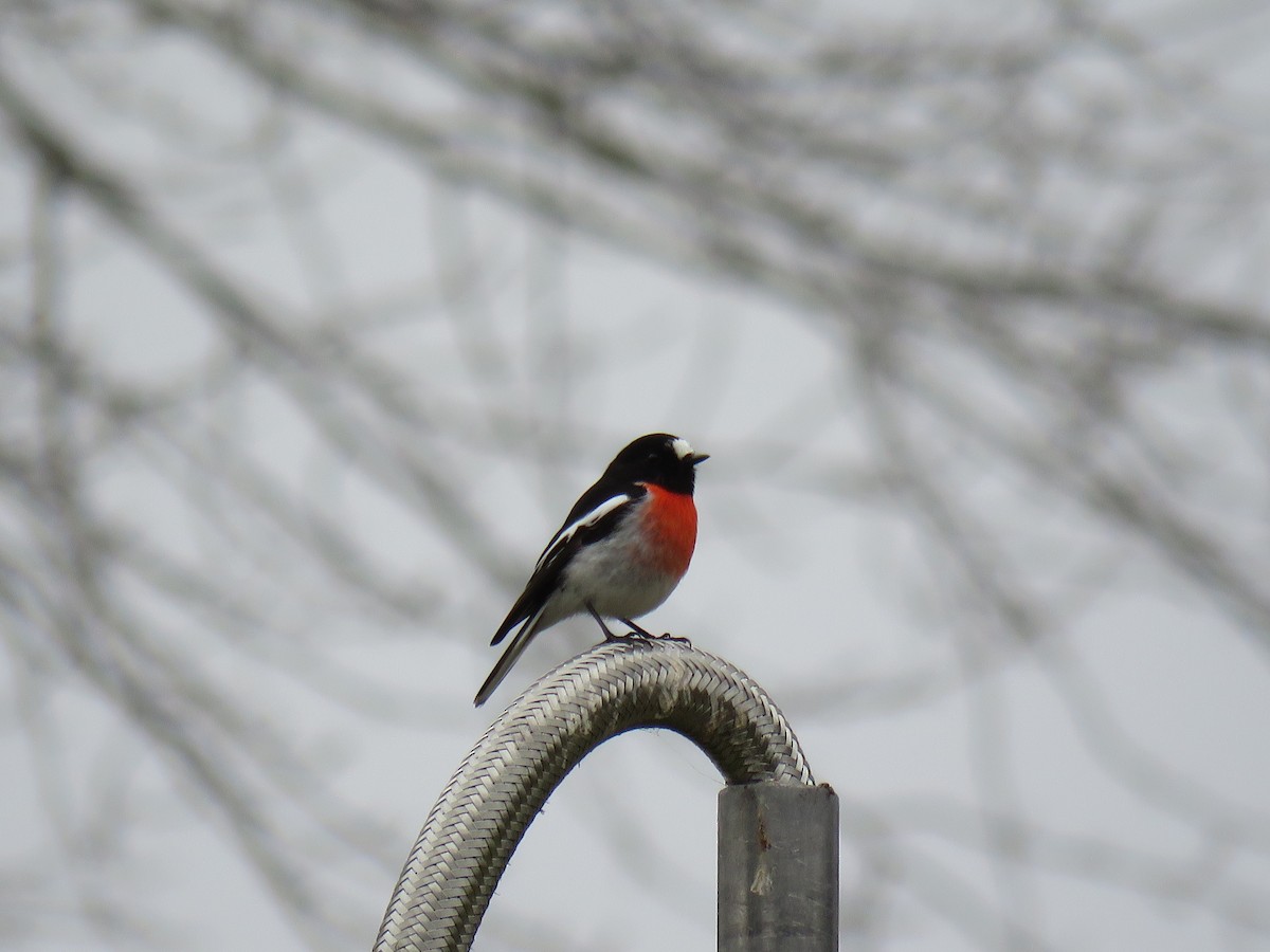 Scarlet Robin - ML622376829