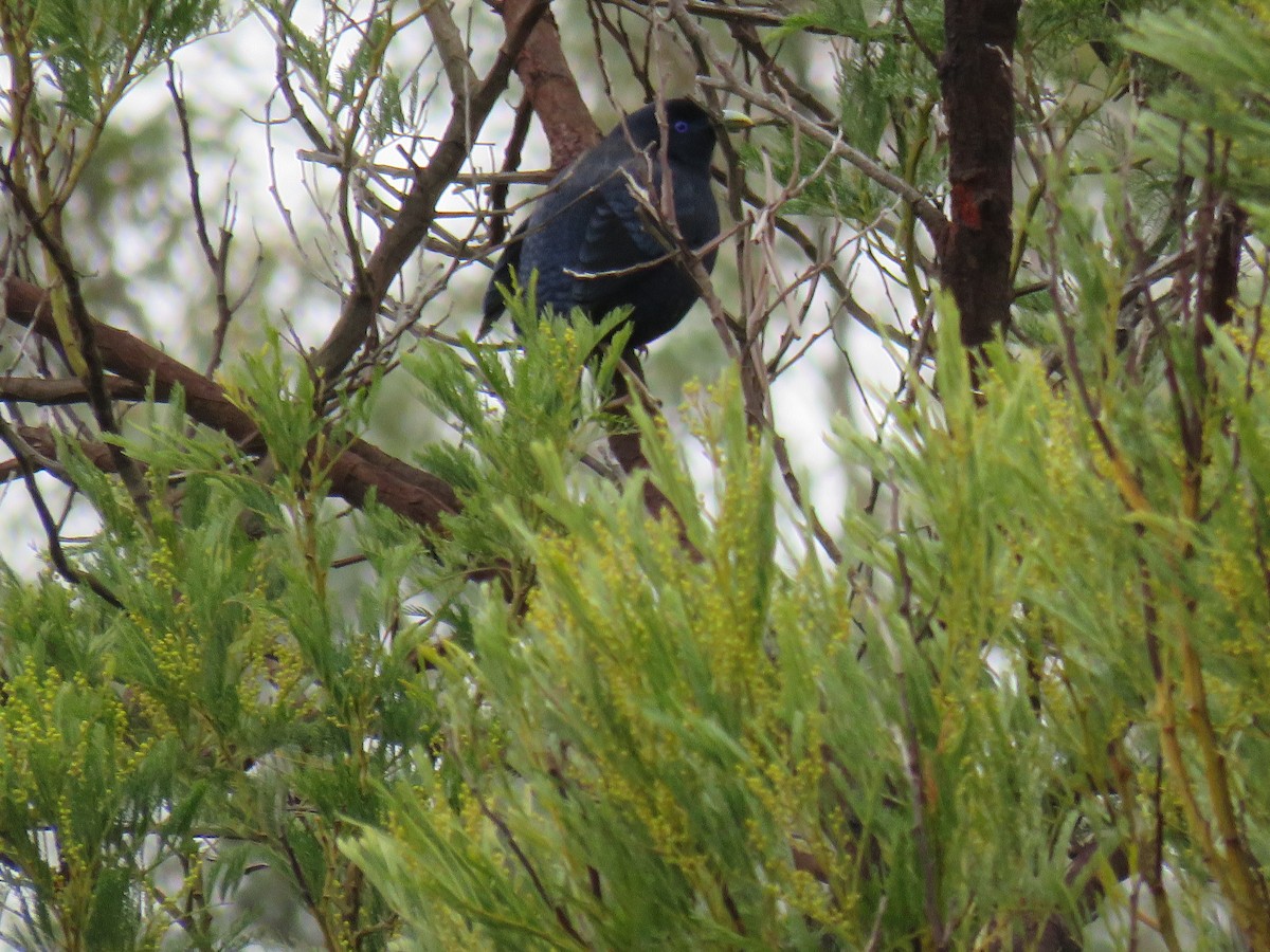 Satin Bowerbird - ML622376870