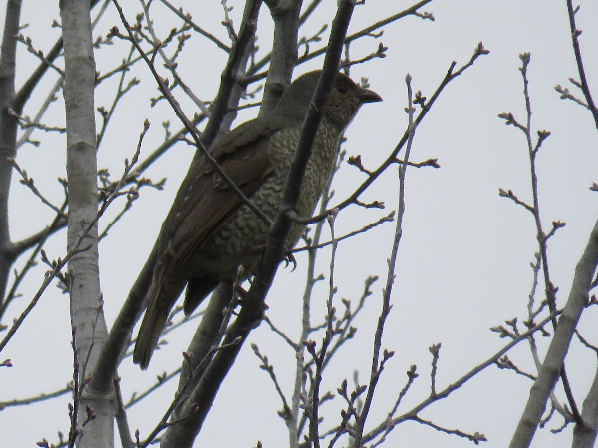 Satin Bowerbird - ML622376876