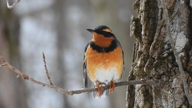 Varied Thrush - ML622376903