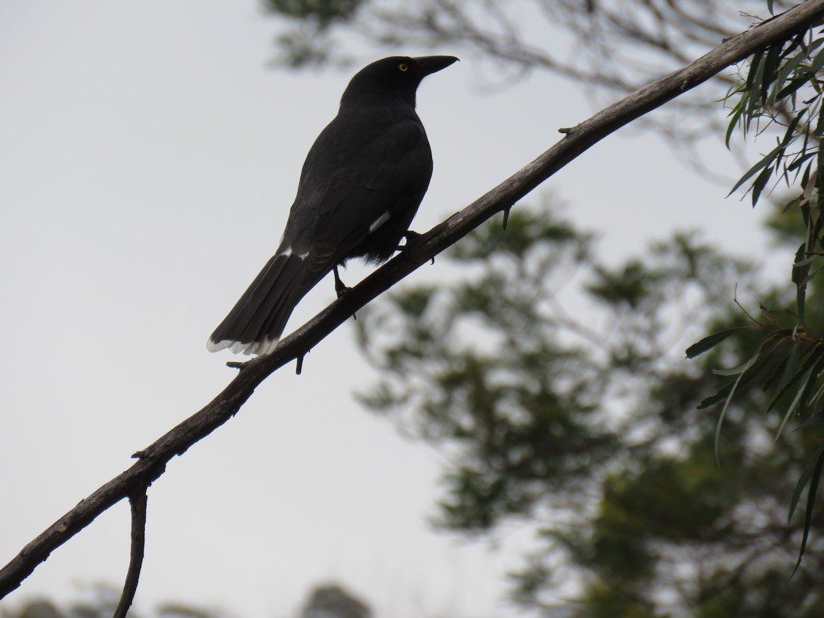 Pied Currawong - ML622376904