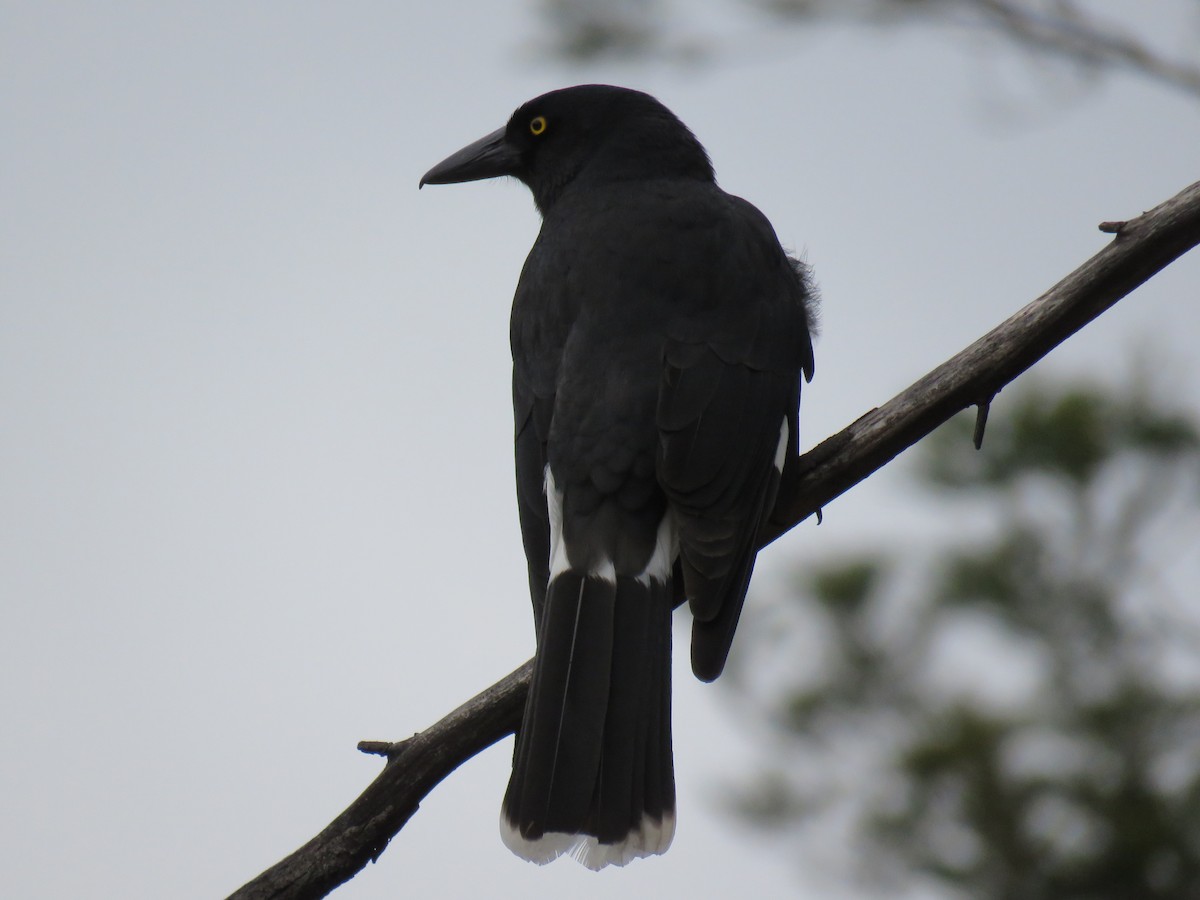 Pied Currawong - ML622376906