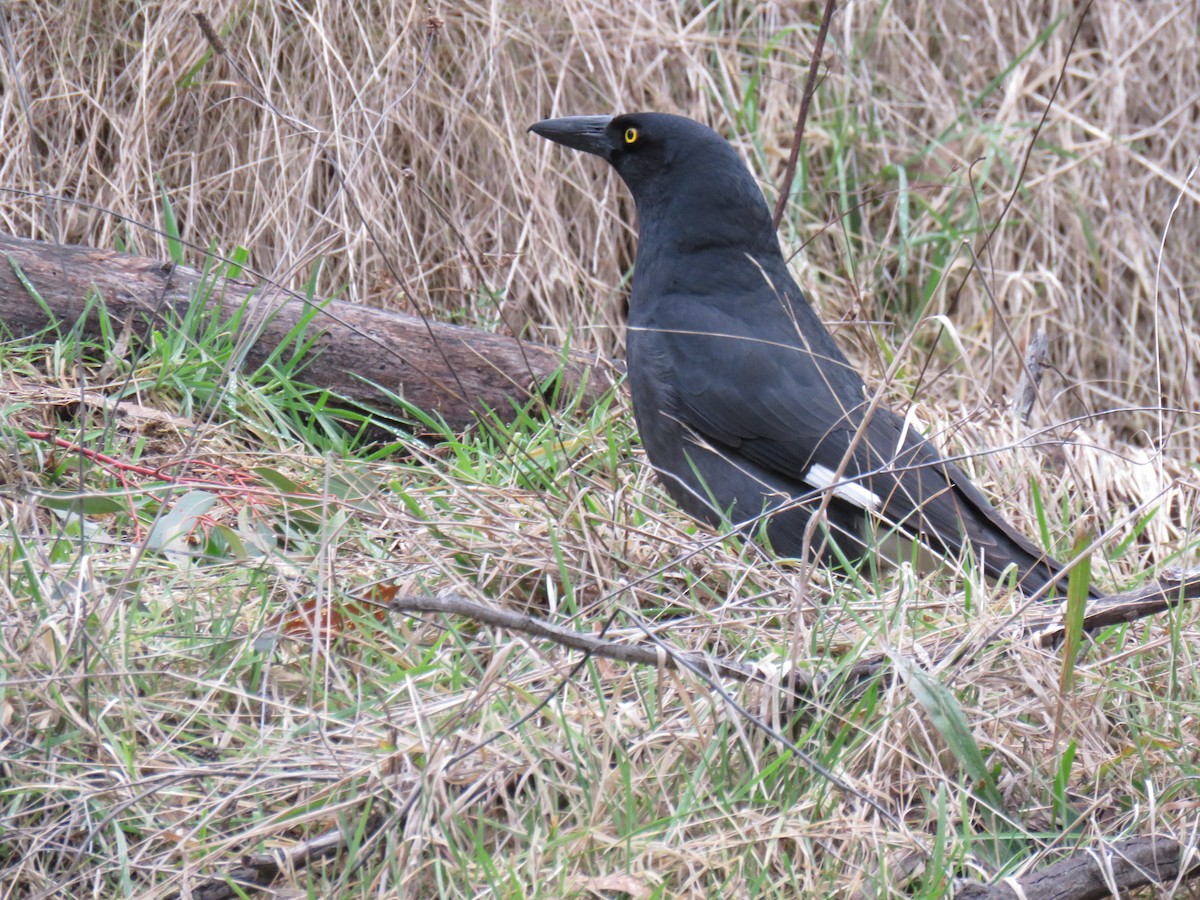 Pied Currawong - ML622376935