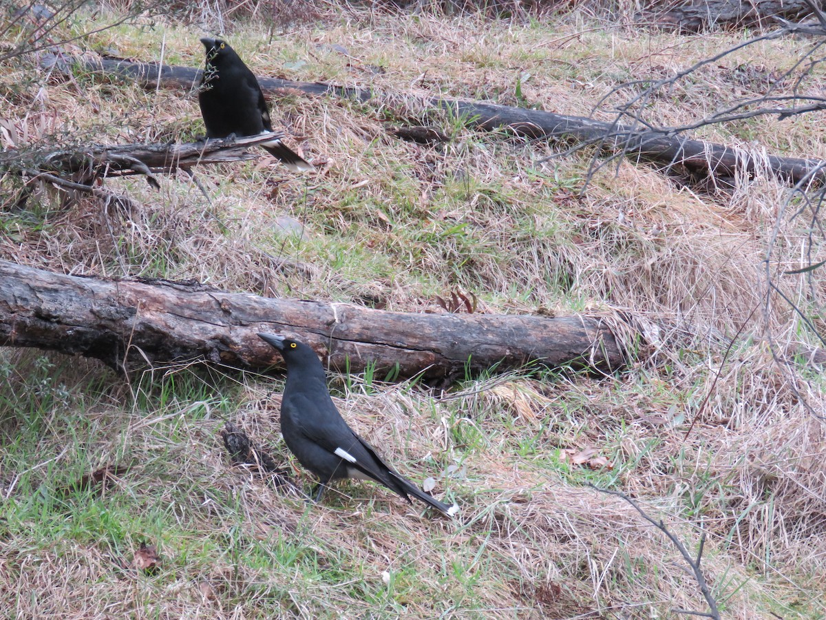 Pied Currawong - ML622376939