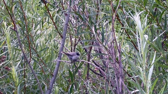 Bushtit - ML622376949