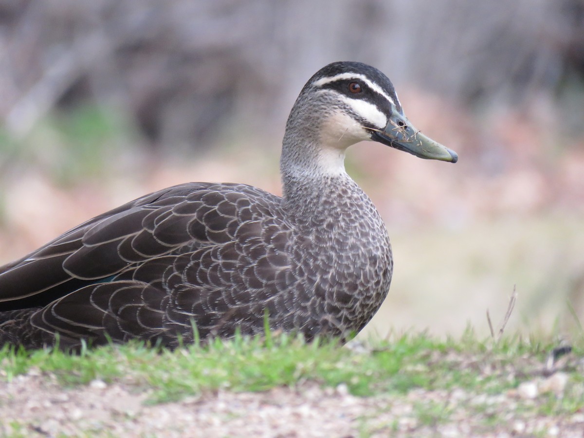 Pacific Black Duck - ML622376961