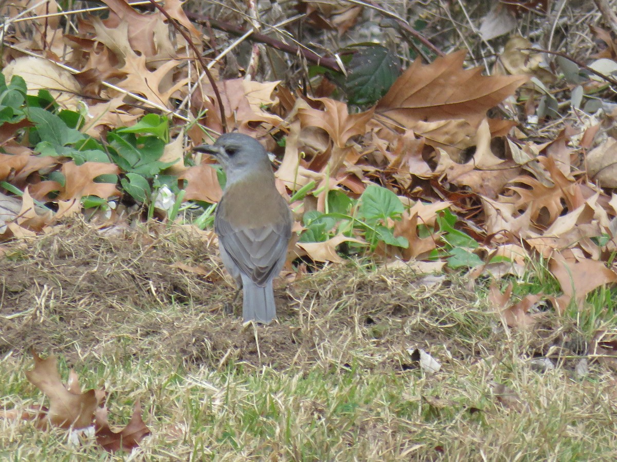 Gray Shrikethrush - ML622376993