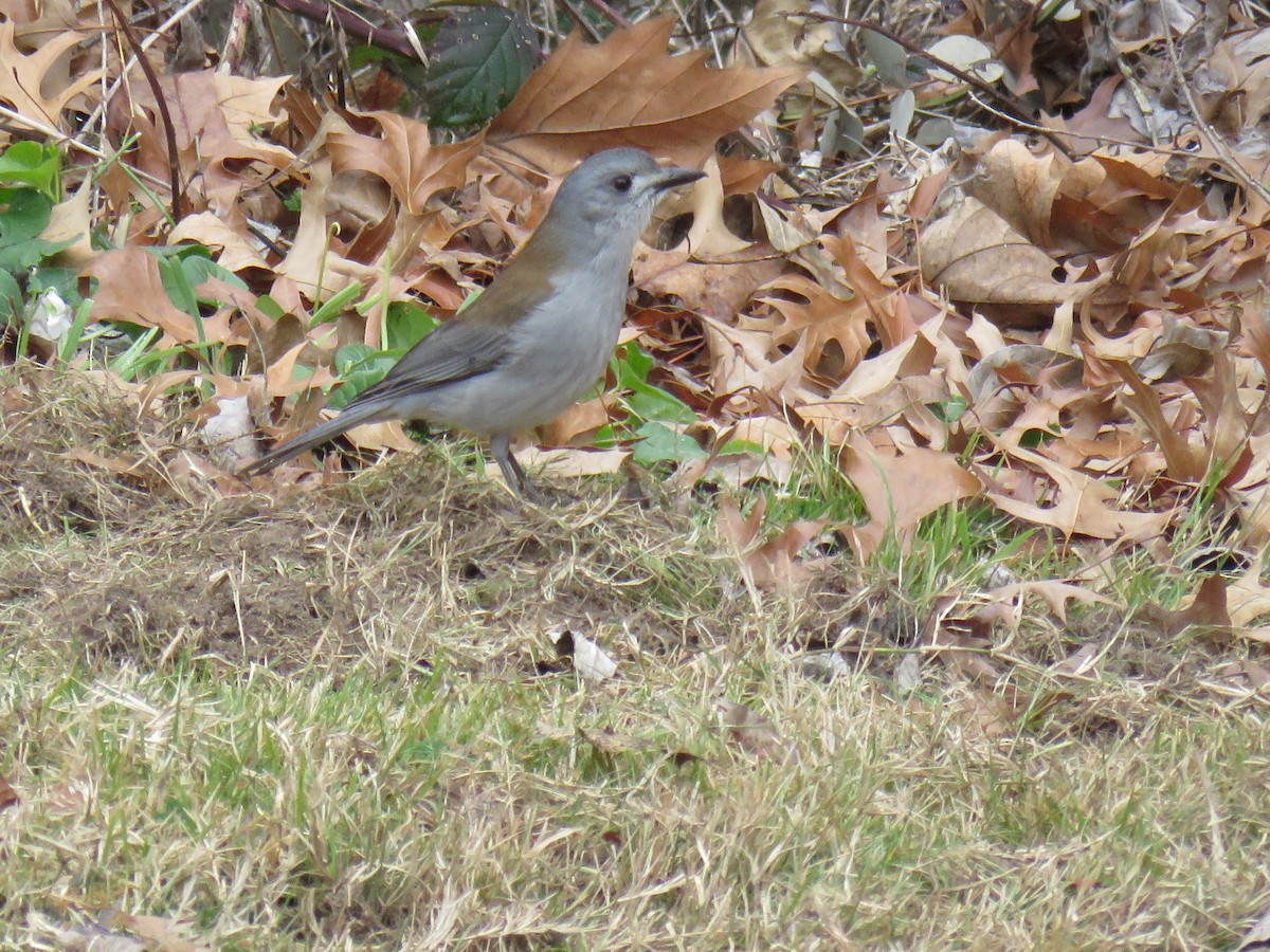 Gray Shrikethrush - ML622376996