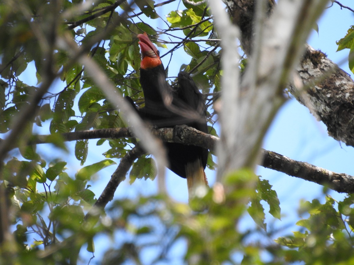 Writhed Hornbill - ML622377020