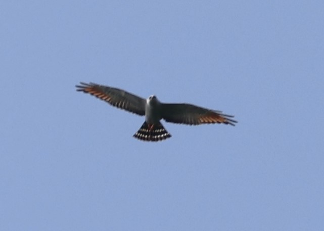 Plumbeous Kite - Kathy Richardson