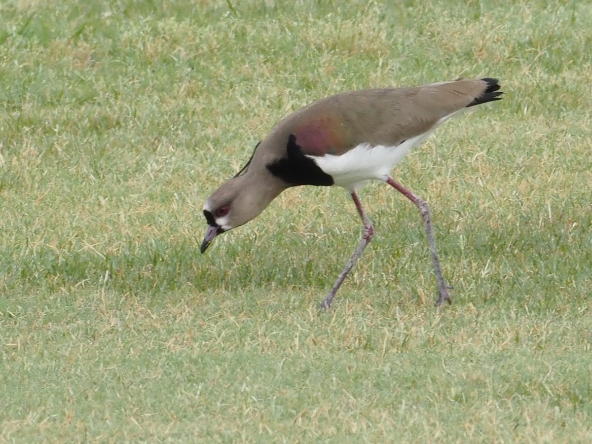 Southern Lapwing - ML622377084