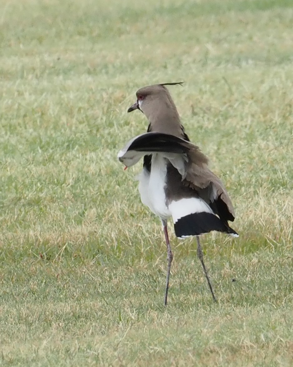 Southern Lapwing - ML622377085