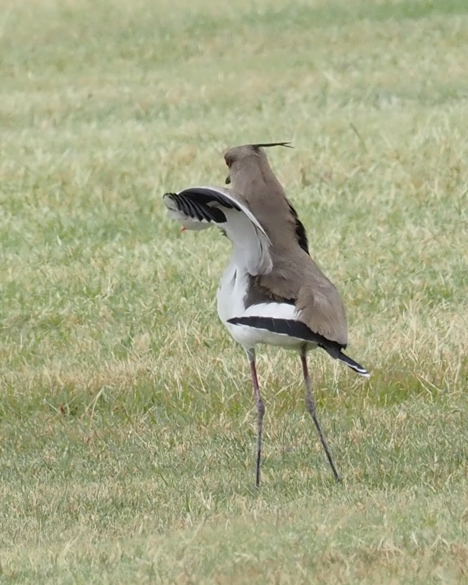 Southern Lapwing - ML622377086