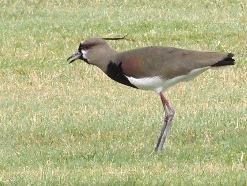 Southern Lapwing - ML622377087