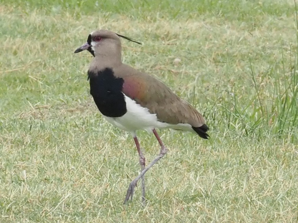 Southern Lapwing - ML622377088