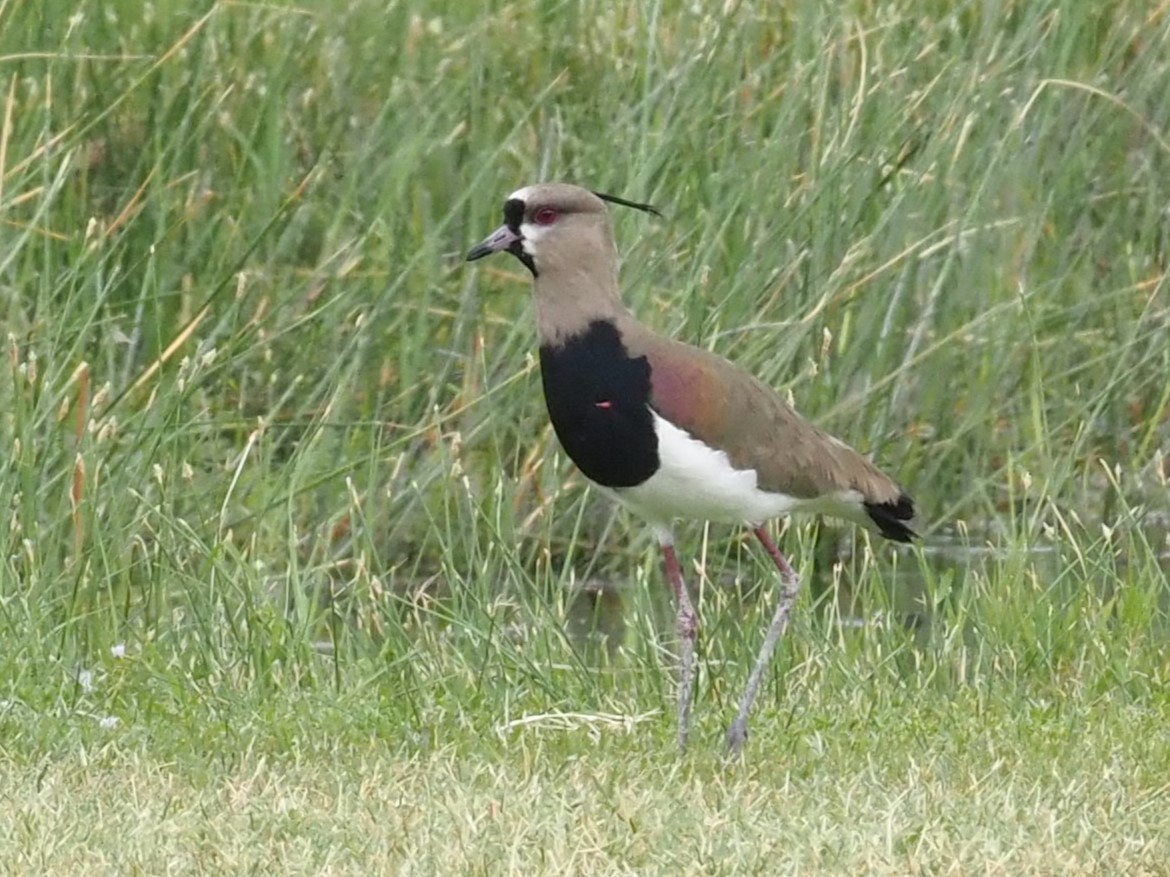 Southern Lapwing - ML622377089