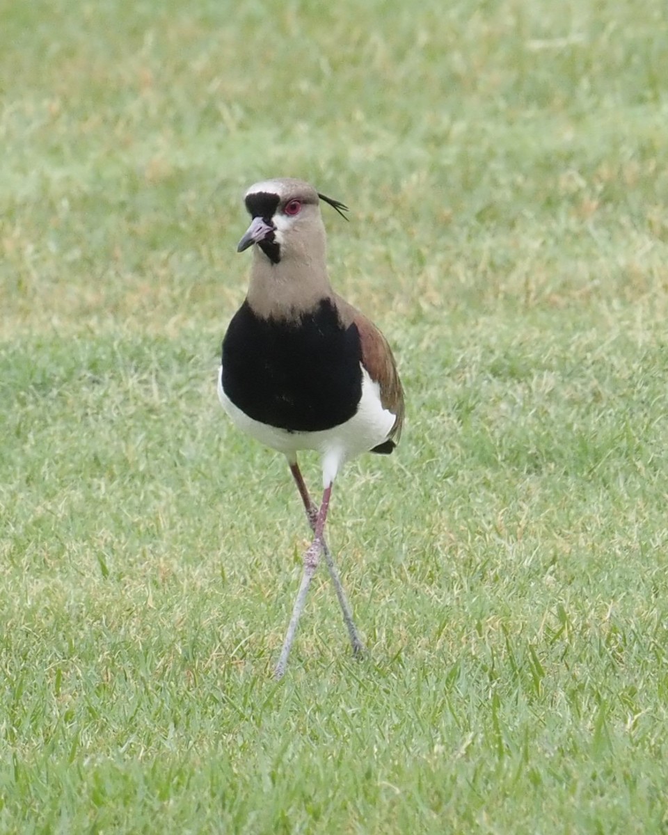 Southern Lapwing - ML622377090