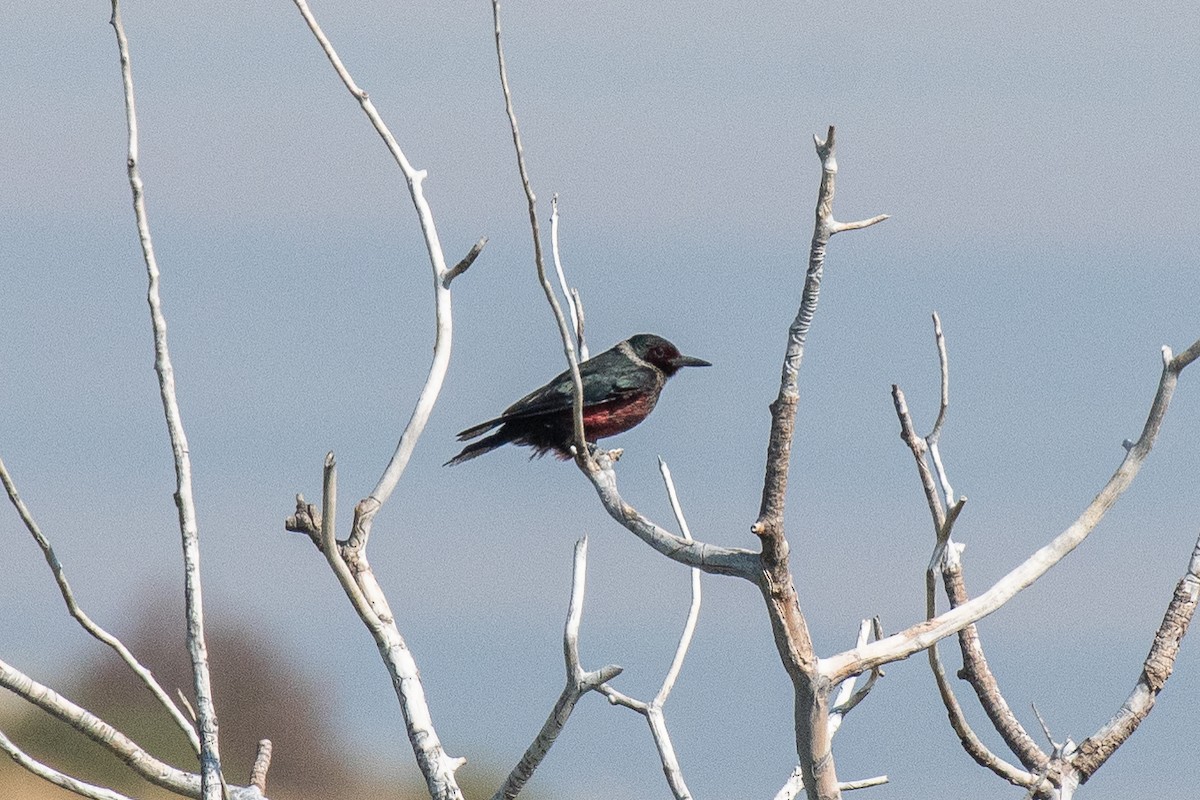 Lewis's Woodpecker - ML622377148