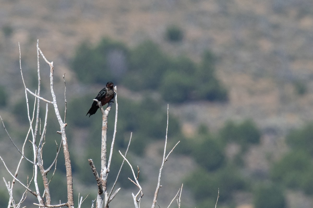 Lewis's Woodpecker - ML622377149