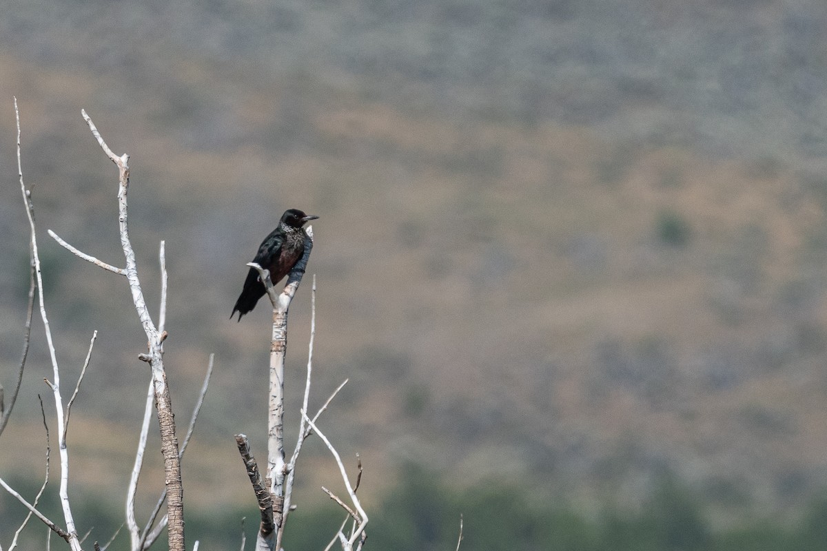 Lewis's Woodpecker - ML622377150