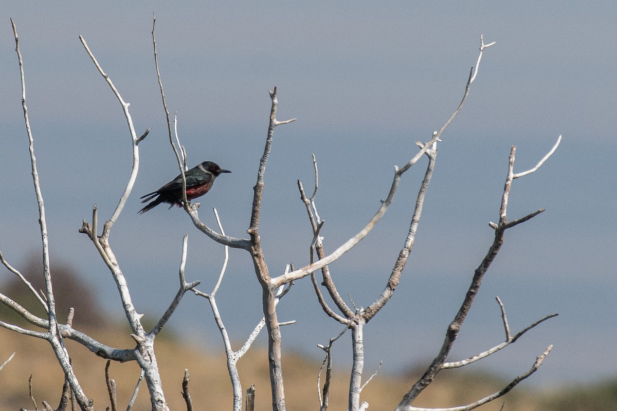 Lewis's Woodpecker - ML622377151