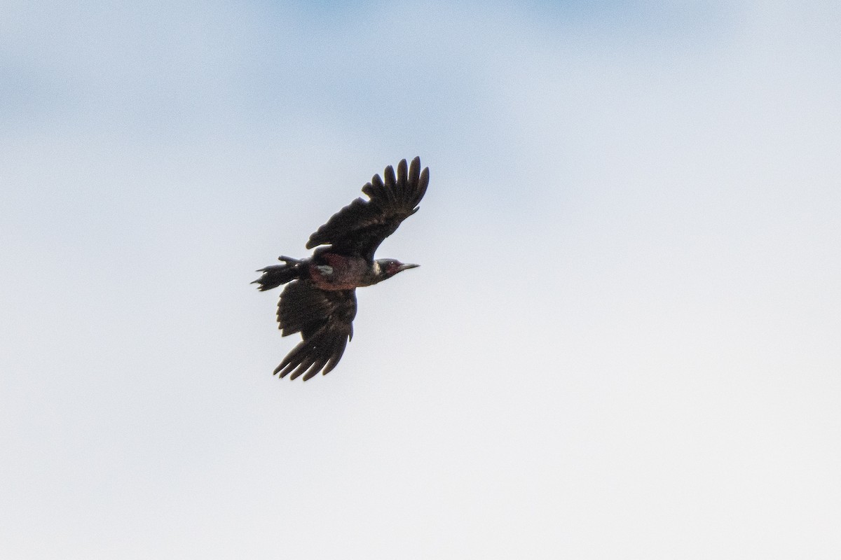 Lewis's Woodpecker - ML622377152