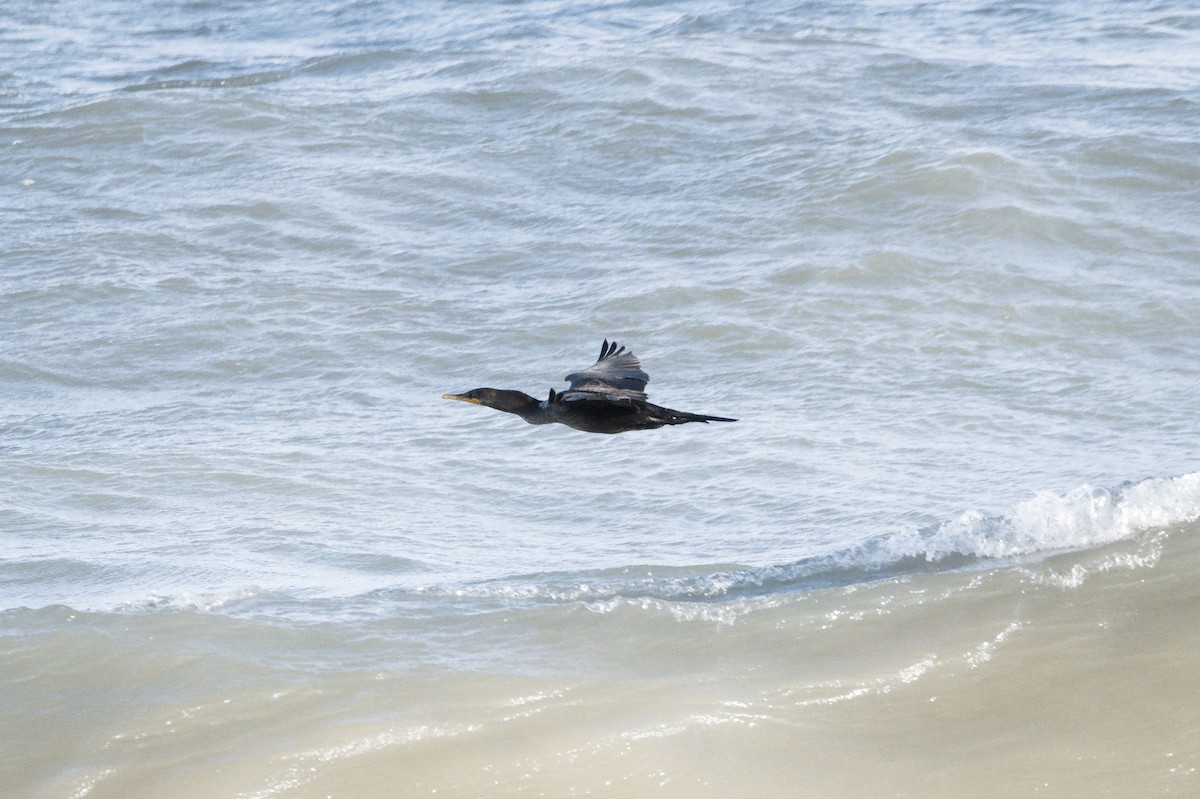 Double-crested Cormorant - ML622377161