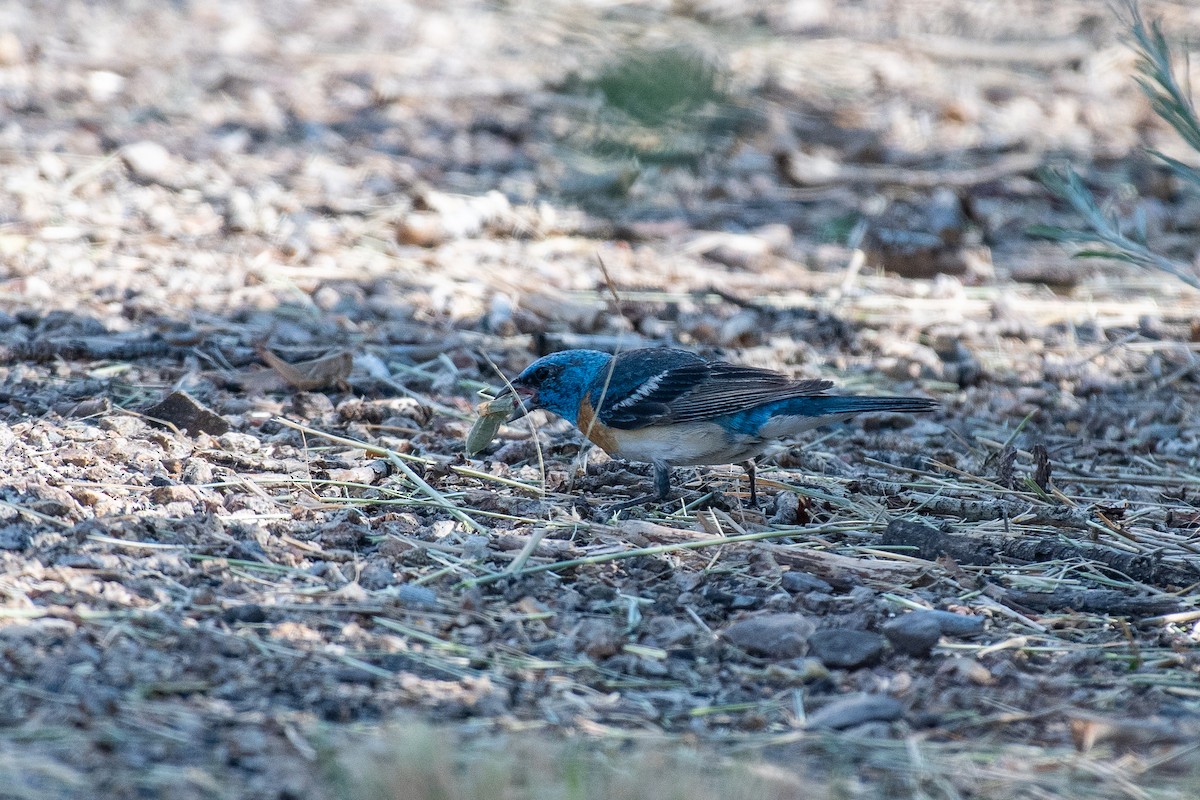 Lazuli Bunting - ML622377267