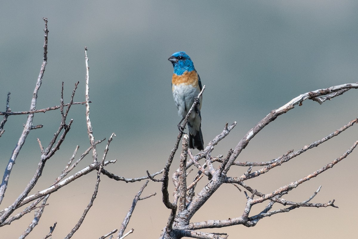 Lazuli Bunting - ML622377268