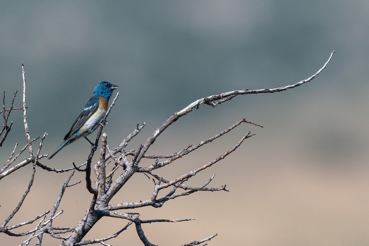 Lazuli Bunting - ML622377270