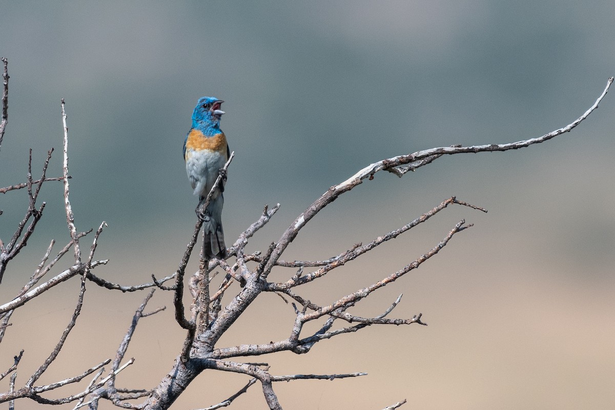 Lazuli Bunting - ML622377271