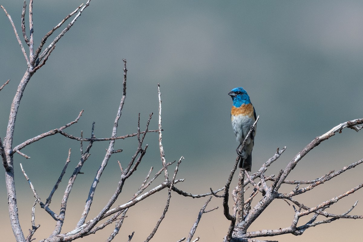 Lazuli Bunting - ML622377272