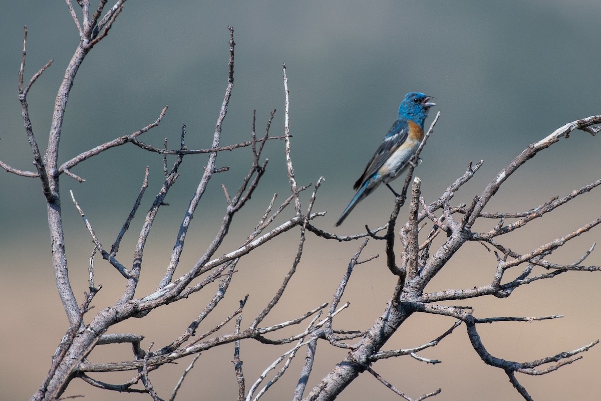 Lazuli Bunting - ML622377273