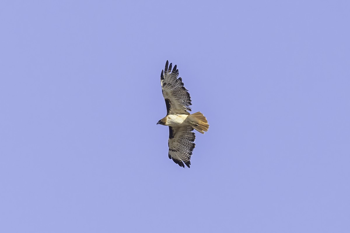 Red-tailed Hawk - Asta Tobiassen