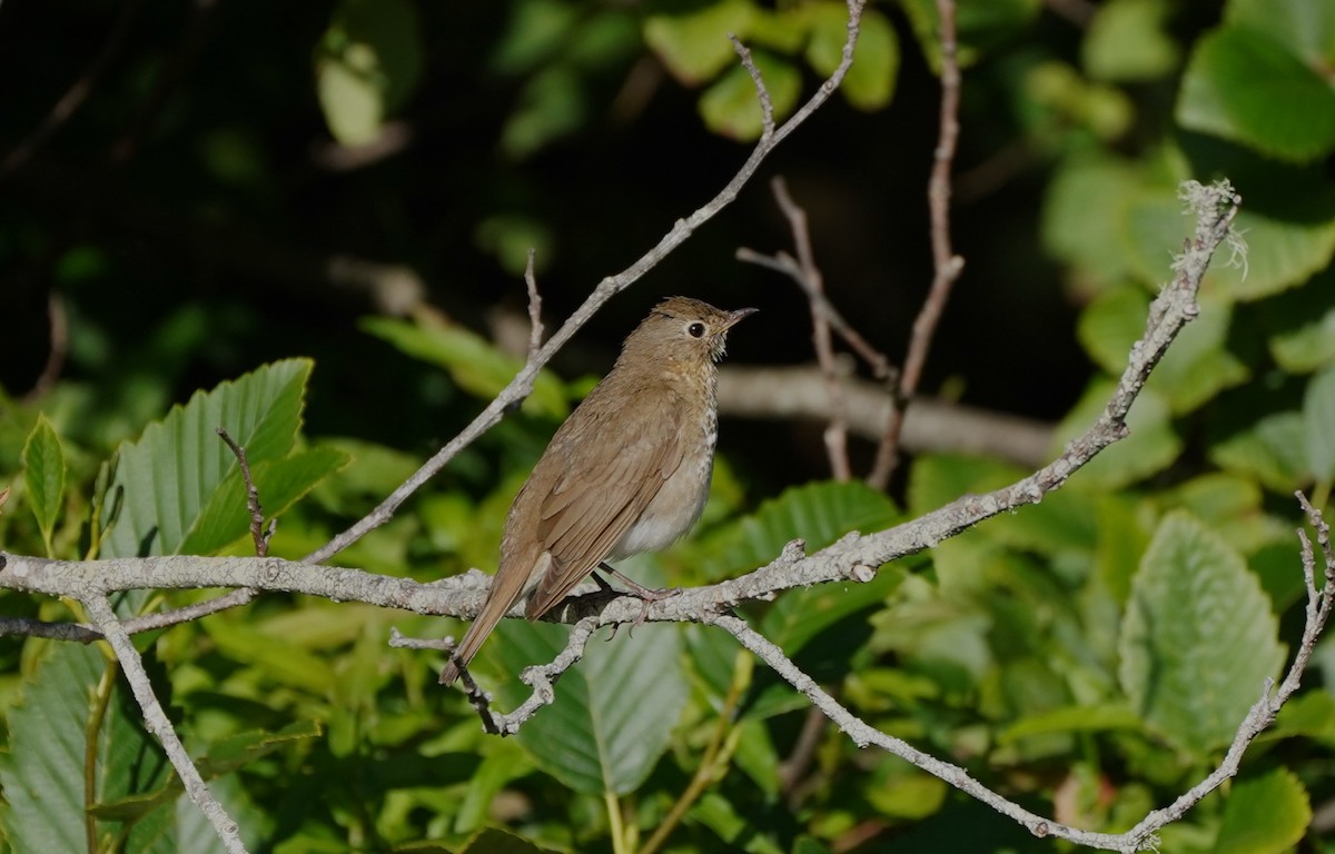 Swainson's Thrush - ML622377305