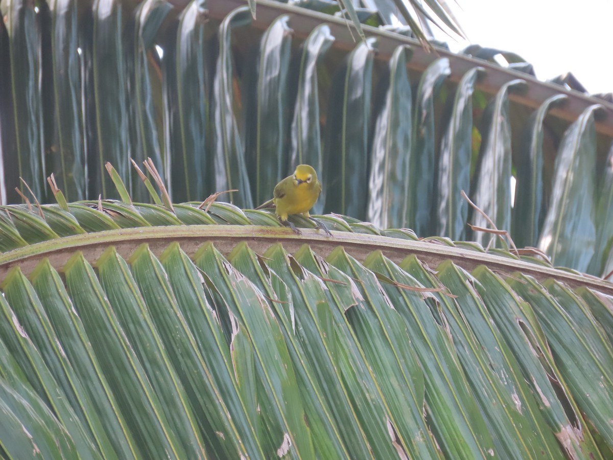 Northern Yellow White-eye - ML622377307