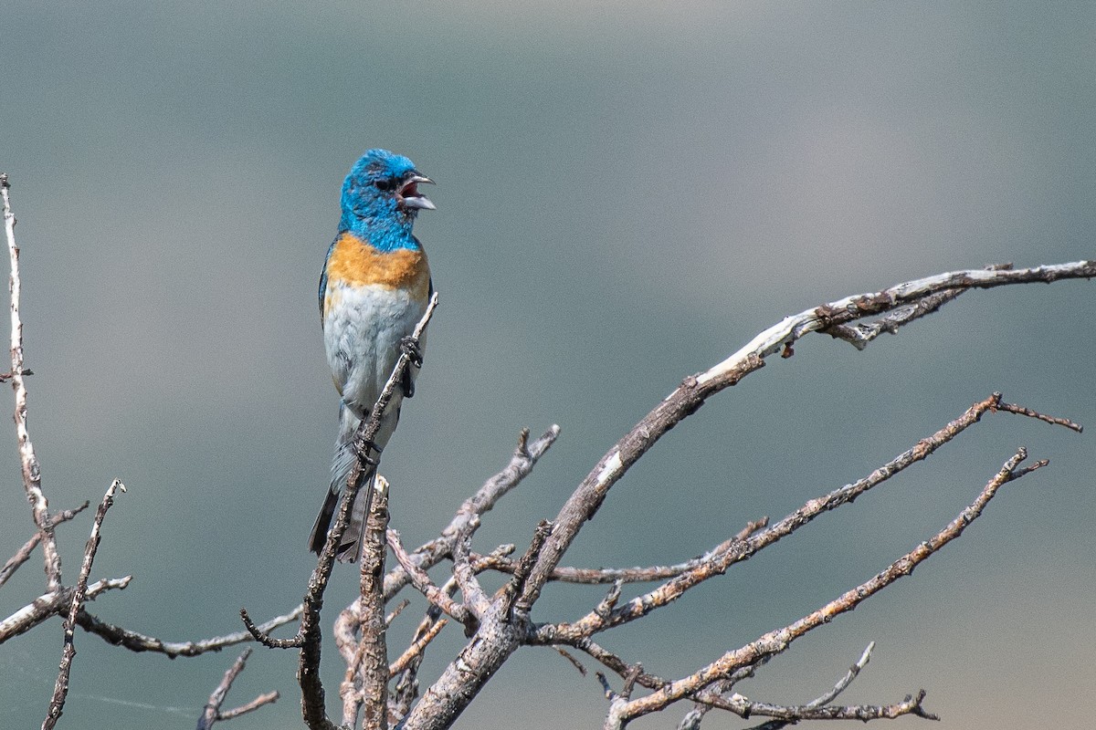 Lazuli Bunting - ML622377352